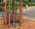 Tree Grilles Square 2