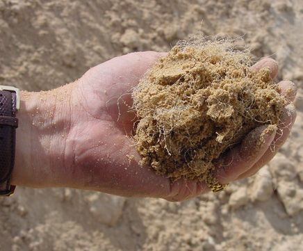 Fibresand rootzone reinforcement