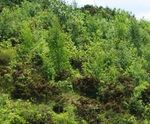 Direct tree seeding services