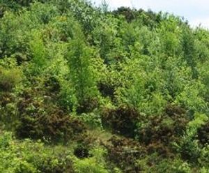 Direct tree seeding services