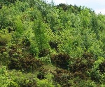 Direct tree seeding services