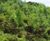 Direct tree seeding services 0