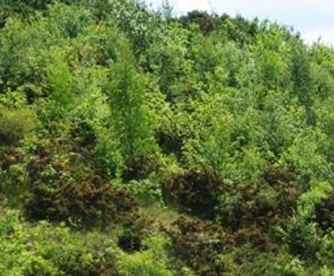 Direct tree seeding services