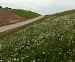 Wildflower hydroseeding service