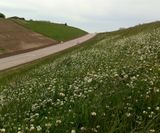 Wildflower hydroseeding service - on this page