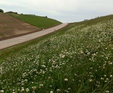 Wildflower hydroseeding service