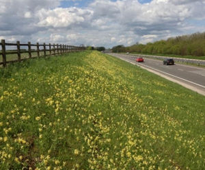 Wildflowers at A419 Cirencester by-pass - 20 years on