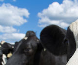 Müller Dairy reduce heating costs via energy recovery - on this page