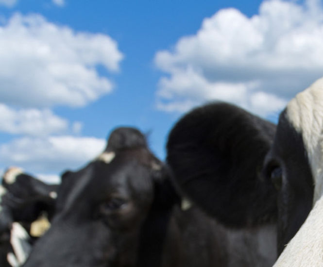 Müller Dairy reduce heating costs via energy recovery