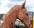 Cast Iron Lifesize Proud Horse Statue - outdoor garden sculpture ornament 4