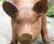 Cast Iron Standing Sow Statue - cast iron pig garden ornament 2