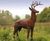 Cast Iron Classic Life-size Stag Garden Statue 0