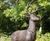 Cast Iron Classic Life-size Stag Garden Statue 4