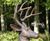 Cast Iron Classic Life-size Stag Garden Statue 5