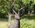 Cast Iron Classic Life-size Stag Garden Statue 6