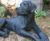Cast Iron Lying Labrador Statue - cast iron garden dog ornament 4