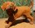 Cast Iron Lying Labrador Statue - cast iron garden dog ornament 5