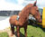 Cast Iron Lifesize Proud Horse Statue - outdoor garden sculpture ornament 1