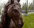 Cast Iron Lifesize Proud Horse Statue - outdoor garden sculpture ornament 3