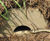 ACO Wildlife Refuge - polymer concrete shelter for small animals 2