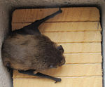 ACO Bat Box