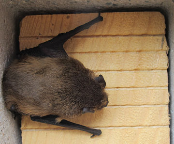 ACO Bat Box
