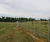 2m-high deer fencing for country estates and parkland 2