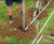 Deer fencing and tree guards for historic country estate 1