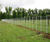 Deer fencing and tree guards for historic country estate 2