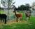 Circular, vertical bar tree guards 5