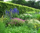 Herbaceous perennials