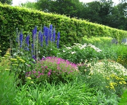 Herbaceous perennials