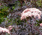 Specimen shrubs