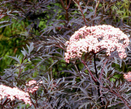 Specimen shrubs