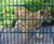 Dulok™ - double-wire rigid mesh panel fencing 9