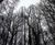 Secure fencing and gates protect forest research sites 9