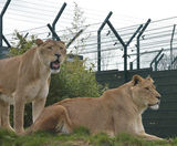 Zoo enclosure provides safe haven for rescue lions - on this page