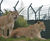 Zoo enclosure provides safe haven for rescue lions 0