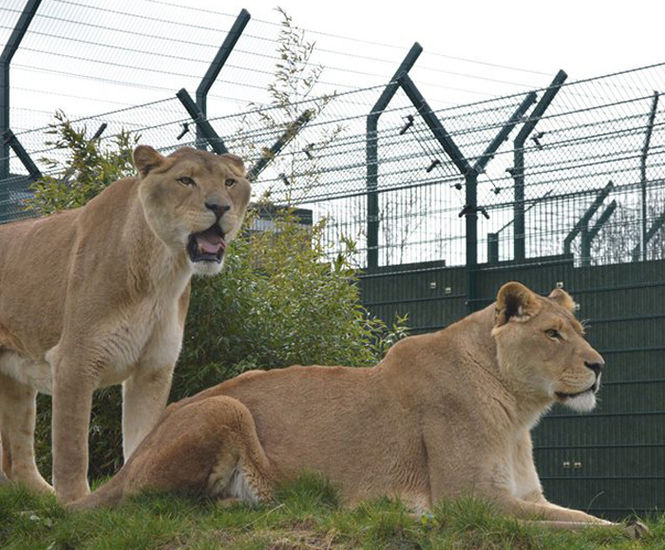 Zoo enclosure provides safe haven for rescue lions