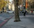 Redevelopment of Exhibition Road tree pits 2