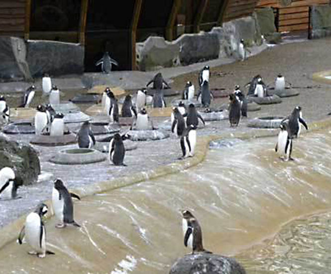 Resin surfacing for the Penguin Pool, Edinburgh Zoo