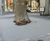Redevelopment of Exhibition Road tree pits 0