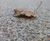 Stonebound - resin bound surfacing for driveways, patios and paths 5