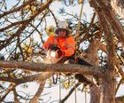 Tree surgery and arboricultural services