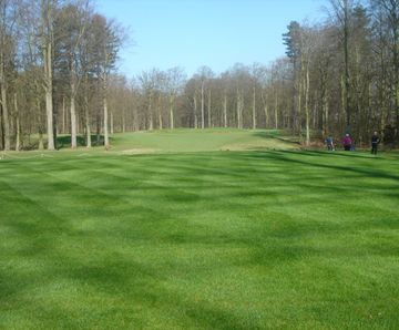 County Bargold ryegrass for golf tees