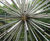 Allium water feature sculpture 1