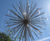 Allium water feature sculpture 2
