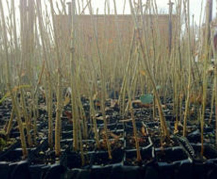 Quercus wins gold in Chelsea collaboration