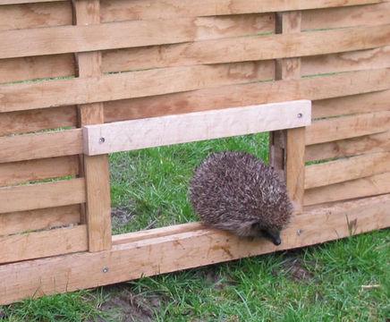 Hedgehog-friendly timber fencing