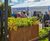 Bespoke corten steel planters, RBGE show garden 0